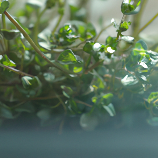 Is it safe to take Bacopa Monnieri for a long time?